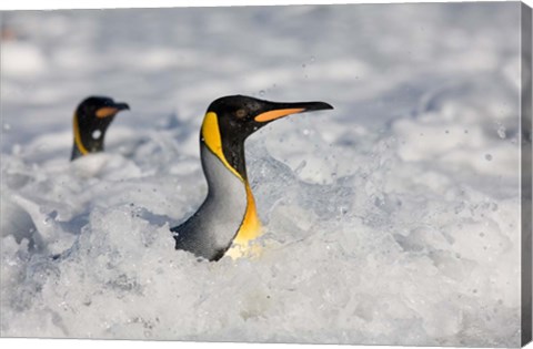 Framed South Georgia Is, St Andrews Bay, King Penguin rookery Print