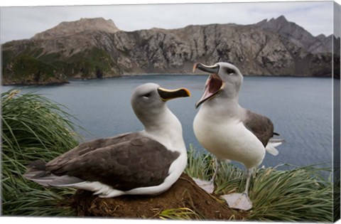 Framed South Georgia Island, Gray-headed Albatross courtship Print