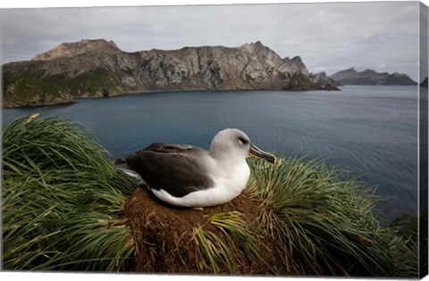 Framed South Georgia Island, Grayheaded Albatross Print