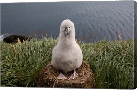 Framed South Georgia Island, Grayheaded Albatross Chick Print