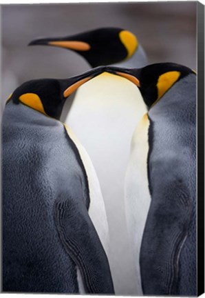 Framed South Georgia Island, King Penguins, Elsehul Bay Print