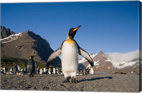 Framed King Penguin, South Georgia Island Print