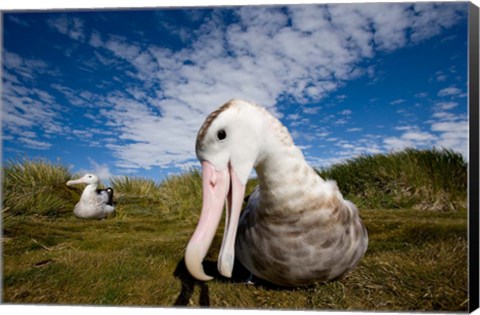 Framed Close up of Albatross Print