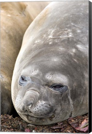 Framed Southern Elephant Seals, Antarctica Print