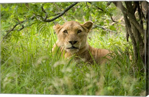 Framed South African Lioness, Hluhulwe, South Africa Print