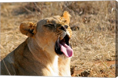 Framed South Africa, Madikwe GR, Lion yawns in African sun Print