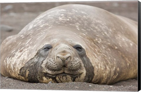 Framed South Shetland Islands, Southern elephant seal Print