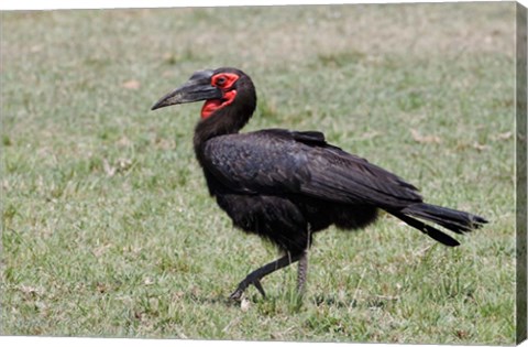 Framed Southern Ground Hornbill bird, Maasai Mara, Kenya Print