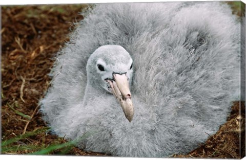 Framed South Georgia Island, Southern Giant Petrel bird Print