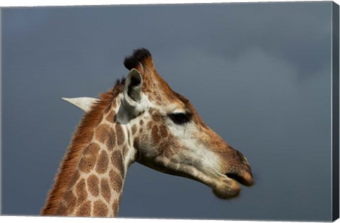 Framed South African Giraffe, Giraffa camelopardalis Kruger NP, South Africa Print