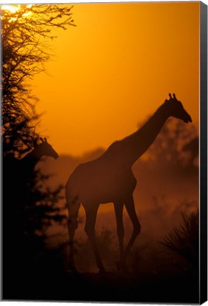 Framed Southern Giraffe and Acacia Tree, Moremi Wildlife Reserve, Botswana Print