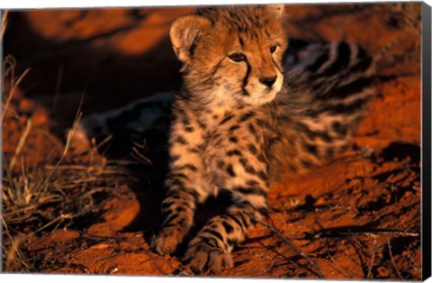 Framed South Africa, Kalahari Desert. King Cheetah Print