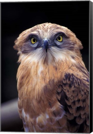 Framed South Africa. Spotted Eagle Owl (Bubo africanus) Print