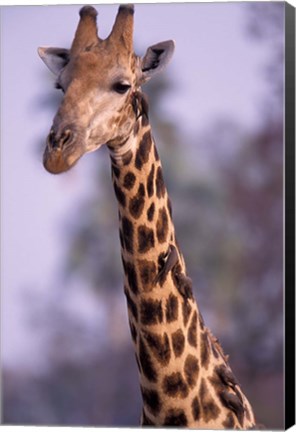 Framed Southern Giraffe, South Africa Print