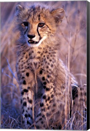 Framed South Africa, Phinda Reserve. King Cheetah Print