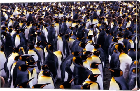 Framed South Georgia Island, King Penguins Print