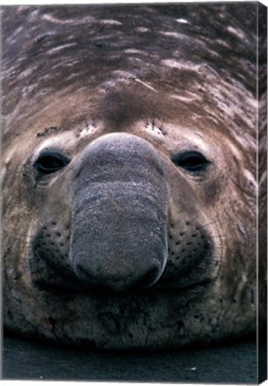 Framed South Georgia Island, Southern Elephant Seal Print