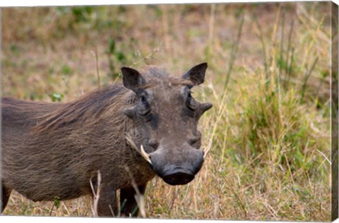 Framed South Africa, KwaZulu Natal, warthog wildlife Print