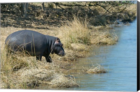 Framed South Africa, KwaZulu Natal, Wetlands, hippo Print