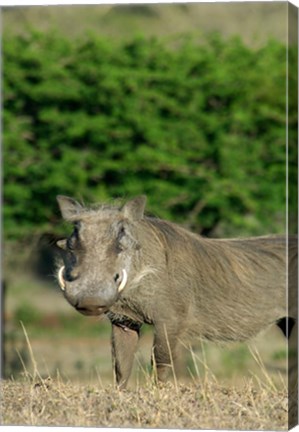 Framed South Africa, KwaZulu Natal, Zulu Nyala GR, Warthog Print