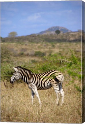 Framed South Africa, Zulu Nyala Game Reserve, Zebra Print