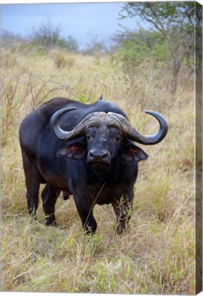 Framed South Africa, Zulu Nyala GR, Cape Buffalo Print