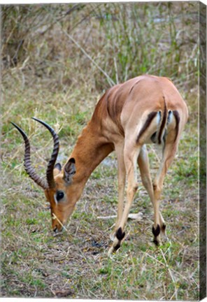 Framed South Africa, Zulu Nyala GR, Impala wildlife Print