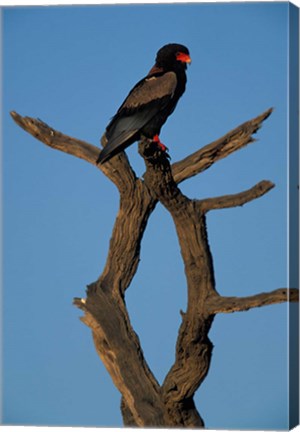 Framed South Africa, Kgalagadi, Bateleur, African raptor bird Print