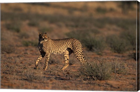 Framed South Africa, Kgalagadi Transfrontier Park, Cheetah Print