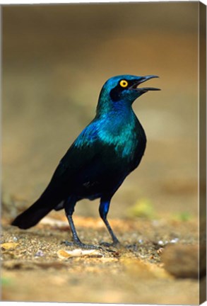 Framed South Africa, Kruger, Greater Blue Eared Starling bird Print