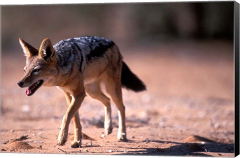 Framed South Africa, Kgalagadi, Kalahari, Black Backed Jackal Print