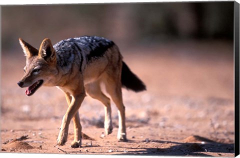 Framed South Africa, Kgalagadi, Kalahari, Black Backed Jackal Print