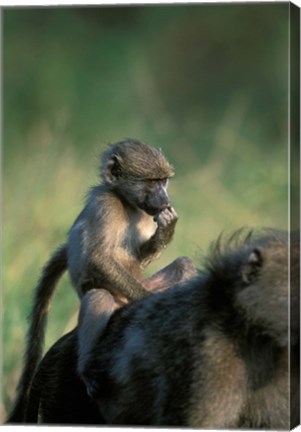 Framed South Africa, Kruger NP, Chacma Baboon troop in grass Print