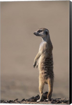 Framed South Africa, Kgalagadi, Meerkat, Mongoose Print