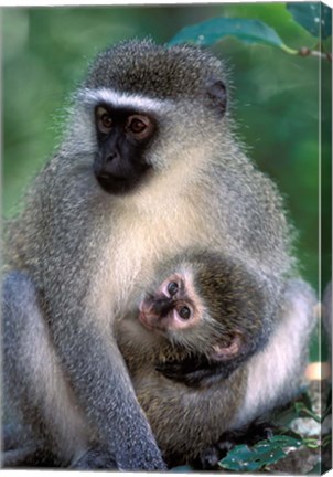 Framed South Africa, Tsitsikamma NP, Vervet Monkey, rainforest Print