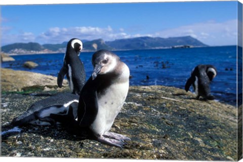 Framed South Africa, Simon&#39;s Town, Jackass Penguin, coastline Print