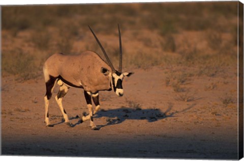 Framed South Africa, Kalahari Desert, Gemsbok wildlife Print