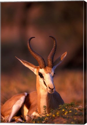 Framed South Africa, Springbok wildlife, Kalahari Desert Print