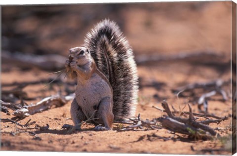 Framed Squirrel Print