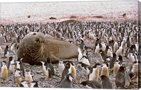 Framed Southern Elephant Seal big bull and chinstrap penguins, wildlife, South Georgia Print