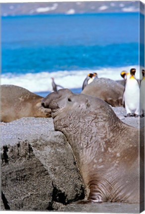 Framed Southern Elephant Seal bull waiting  to mate, Island of South Georgia Print