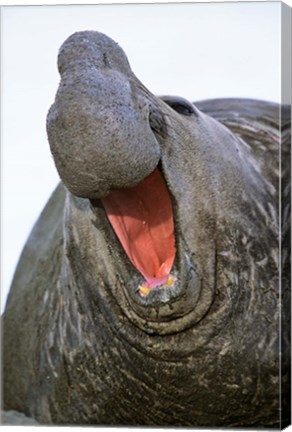 Framed Southern Elephant Seal bull, South Georgia Print