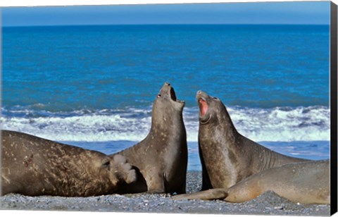 Framed Fighting Elephant Seal cows, South Georgia Print