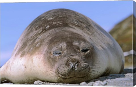 Framed Resting Elephant Seal cow,  South Georgia Print