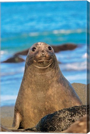 Framed Southern Elephant Seal cow, South Georgia Print