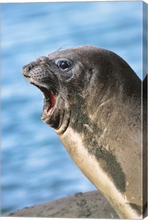 Framed Southern Elephant Seal cow mating season, South Georgia Print