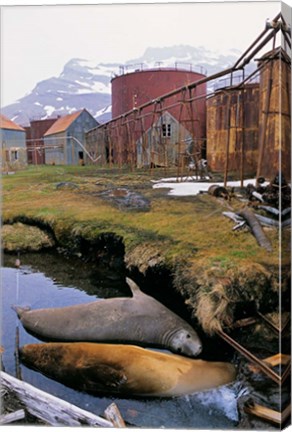 Framed Southern Elephant Seal in ruins of old whaling station, Island of South Georgia Print