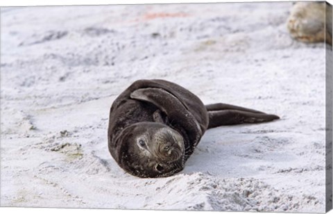 Framed Southern Elephant Seal pub resting head on whale vertebrae, South Georgia Print