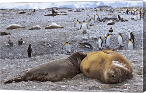 Framed Southern Elephant Seal pub suckling milk from mother, Island of South Georgia Print