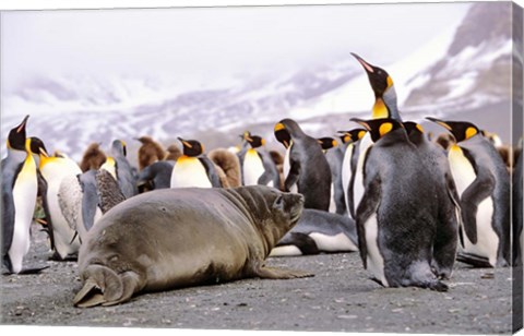 Framed Southern Elephant Seal weaned pup in colony of King Penguins Print
